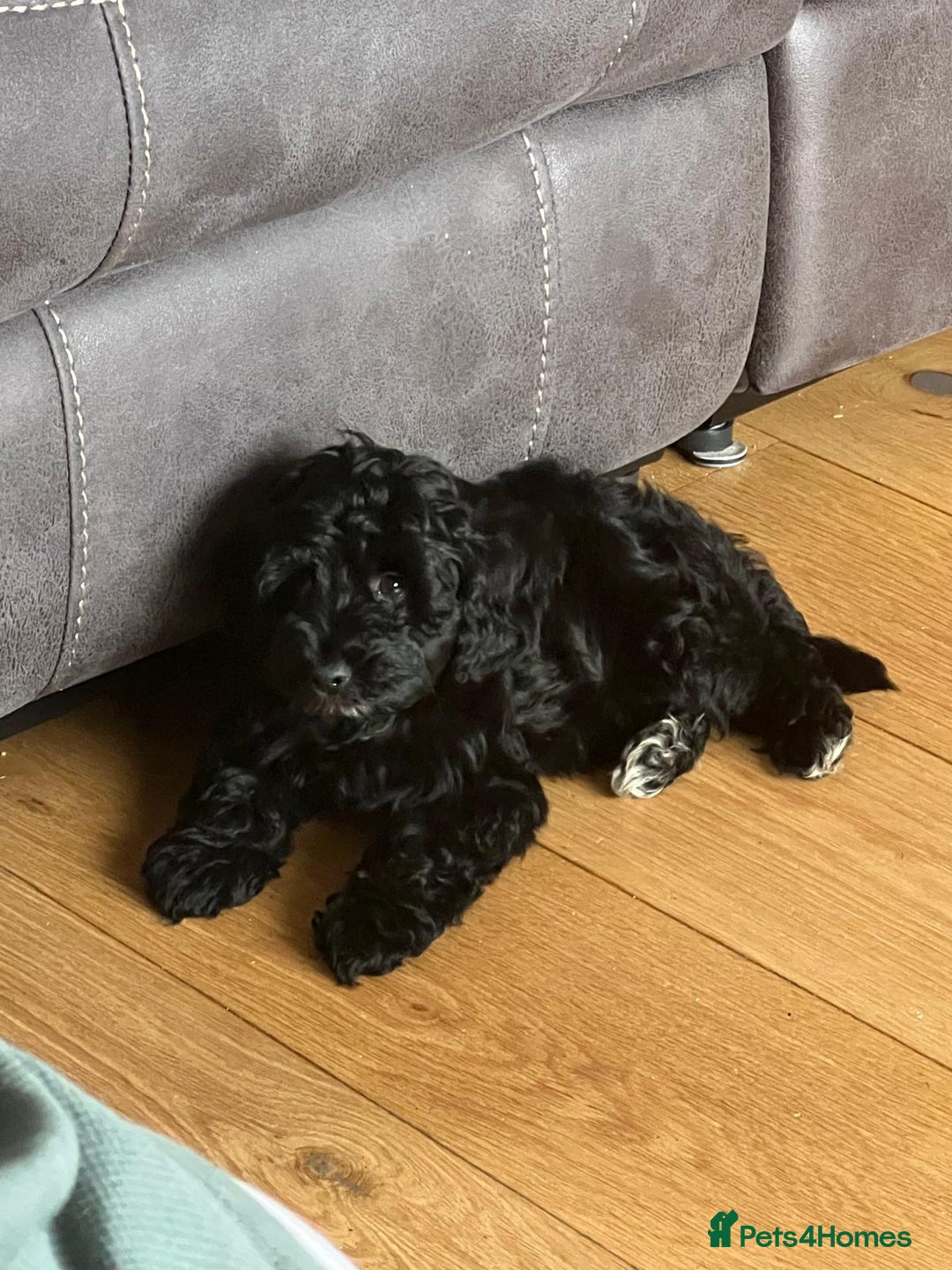 Cockapoo dogs for sale: Cooper yankydoodle - Image 2