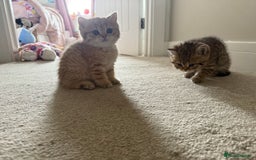 British Shorthair cats for sale: SOLD Sired by Champion FIFE dad -  Golden BSH - Image 14