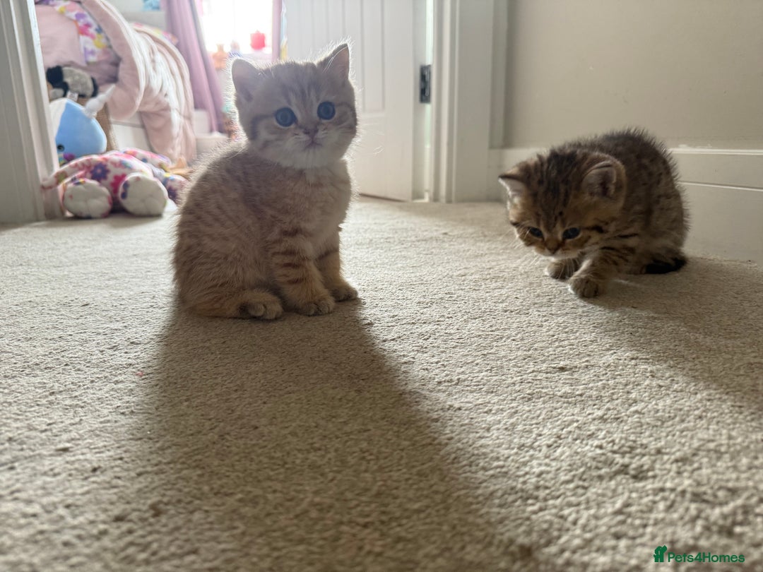 British Shorthair cats for sale: SOLD Sired by Champion FIFE dad -  Golden BSH - Image 14