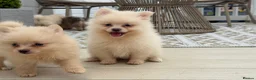 Pomeranian dogs for sale: Pomeranian Puppies  - Advert 14
