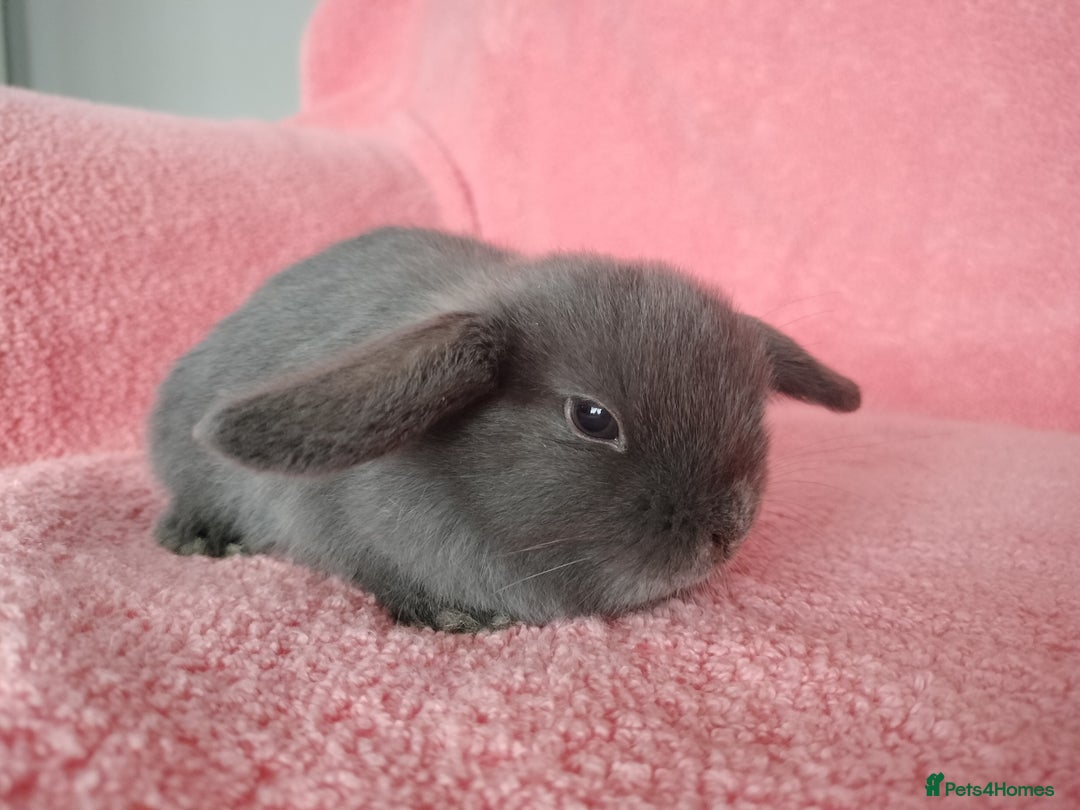 Mini Lop rabbits for sale: Baby mini lop rabbits for sale  - Advert 3