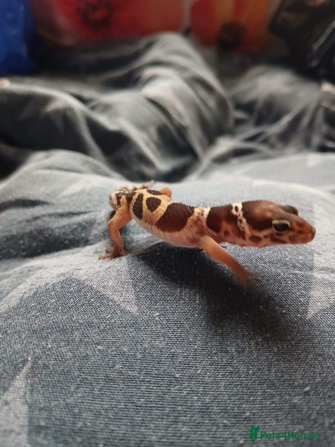 Leopard Gecko reptiles for sale: Leopard gecko for sale baby  - Advert 4