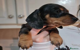 Miniature Dachshund dogs for sale: Miniature dachshunds 🐶 - Advert 6