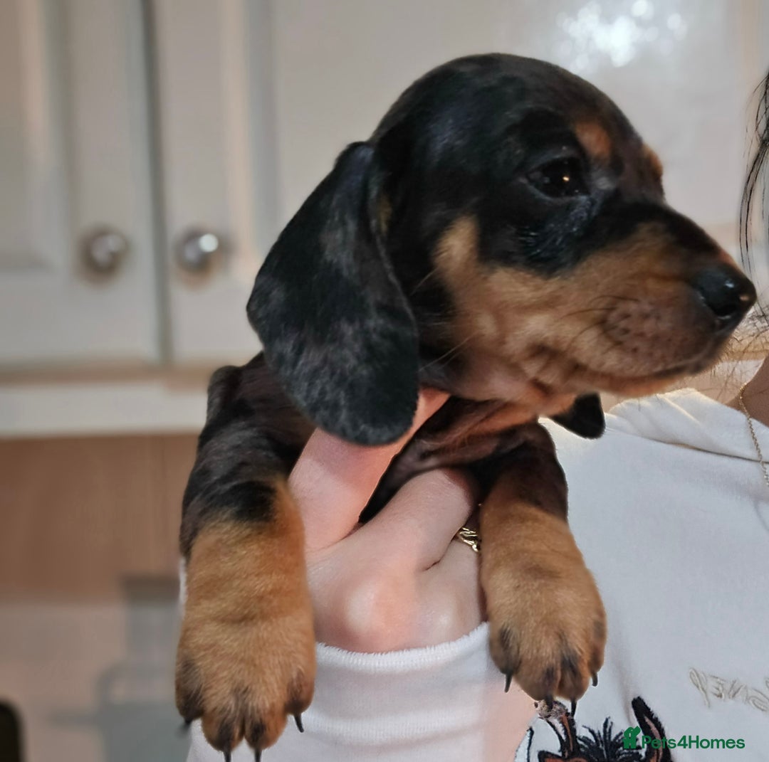 Miniature Dachshund dogs for sale: Miniature dachshunds 🐶 - Advert 6