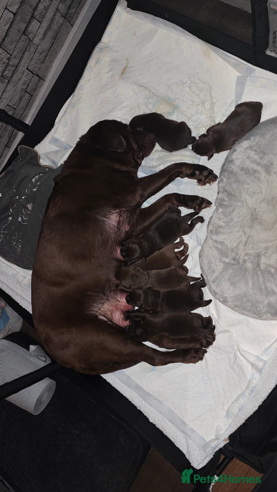 Labrador Retriever dogs for sale: Chocolate Labrador Retriever Puppies-Family Raised - Advert 12