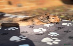 Miniature Dachshund dogs for sale: Mini long hair dapple dachshunds - Image 15