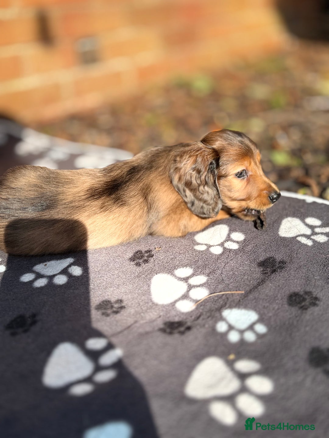 Miniature Dachshund dogs for sale: Mini long hair dapple dachshunds - Image 15