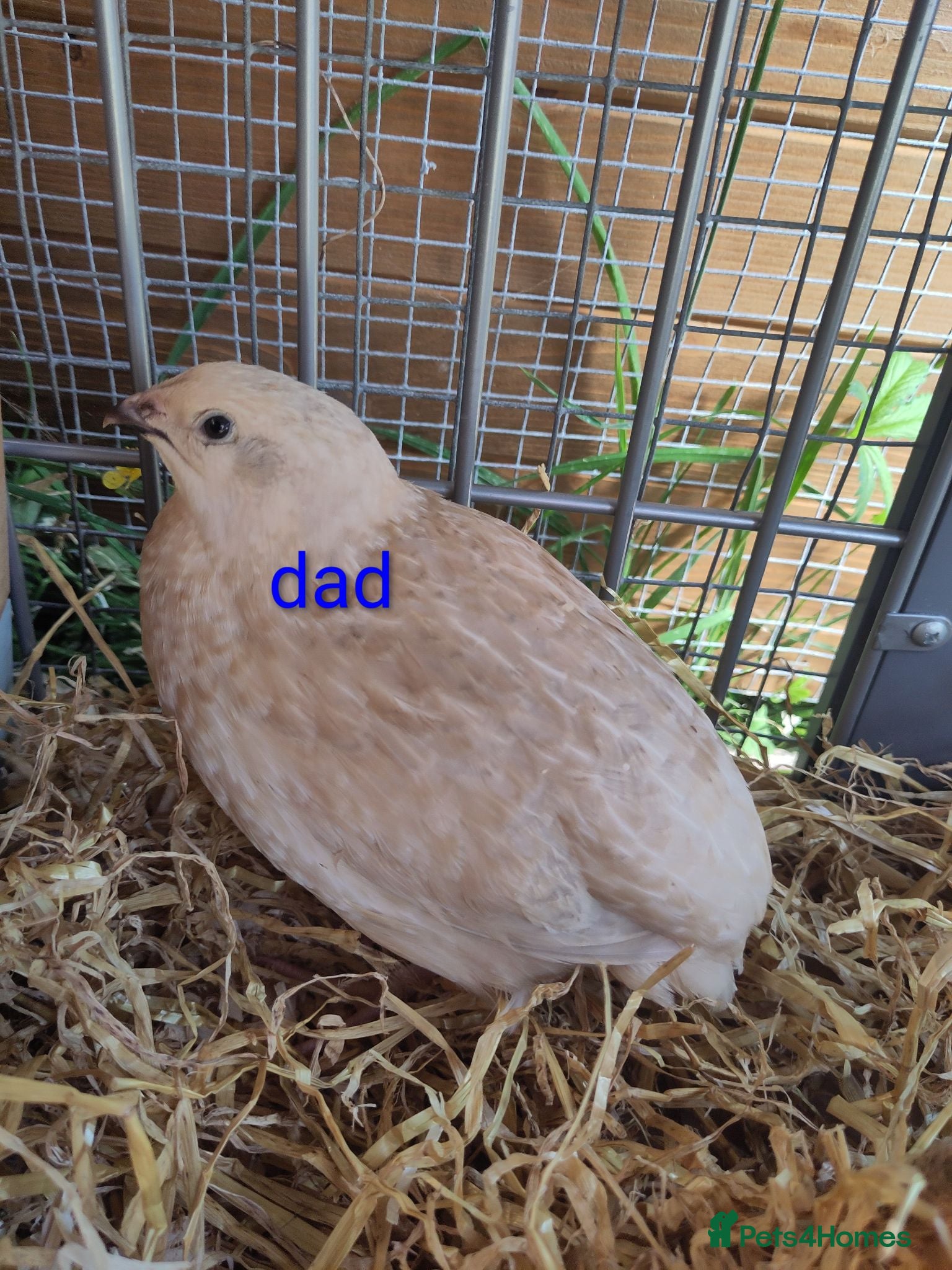 Quail poultry coturnix (Japanese) hatching eggs - Advert 1