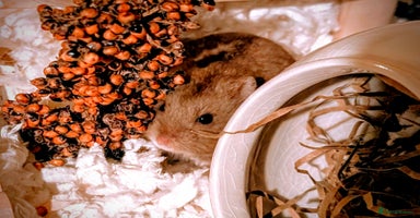 Hamster rodents - Advert 5
