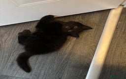 Mixed Breed cats for sale: Beautiful Kittens Looking for a Loving Home 🐾 - Image 15