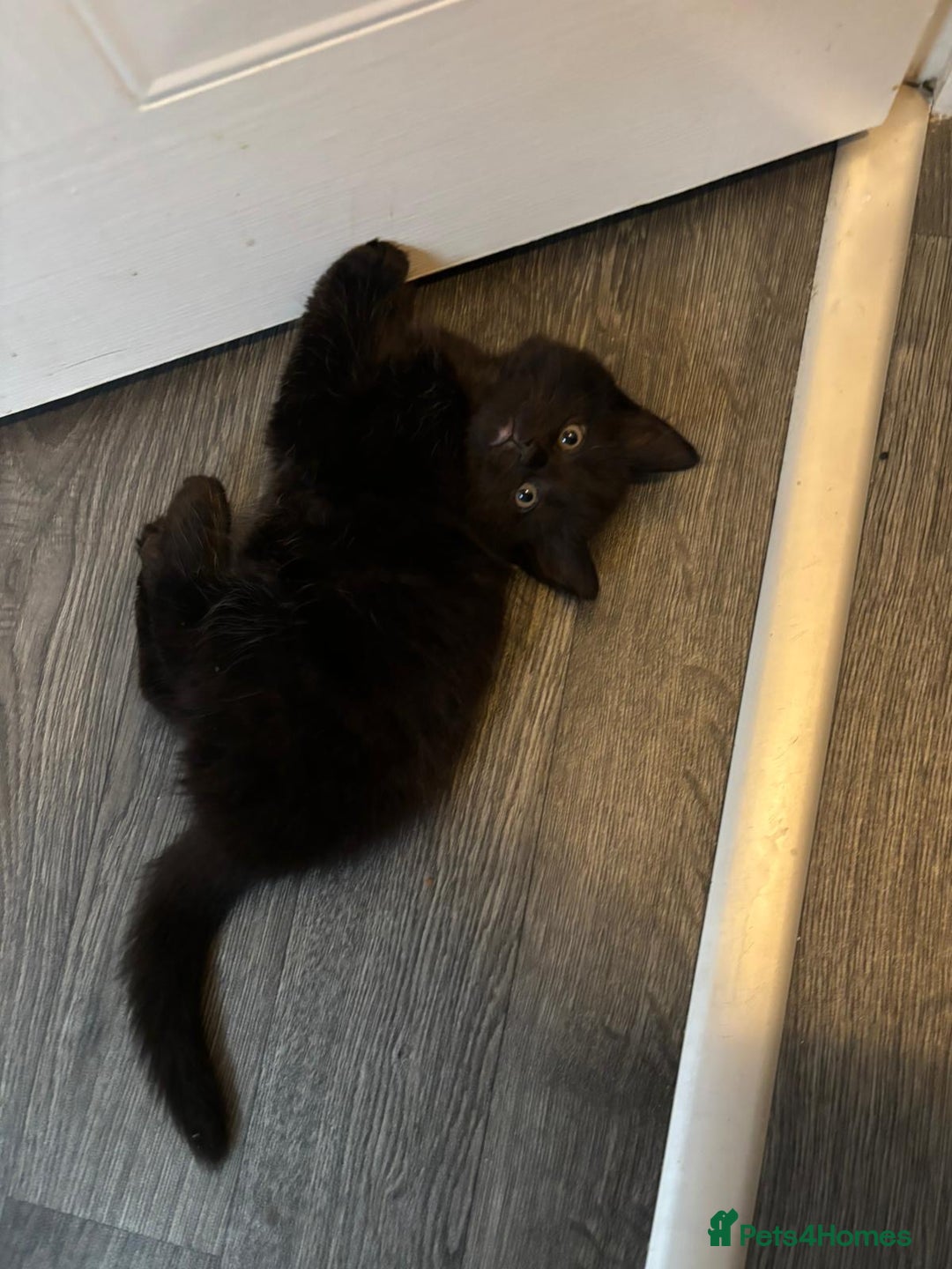 Mixed Breed cats for sale: Beautiful Kittens Looking for a Loving Home 🐾 - Image 15