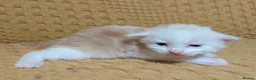 Maine Coon cats for sale: Maine coon kittens - Advert 9