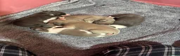 Whippet dogs for sale: Amazing whippet puppies  - Advert 30