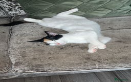 Turkish Van cats for sale: Beautiful Luna needing a new home - Image 2