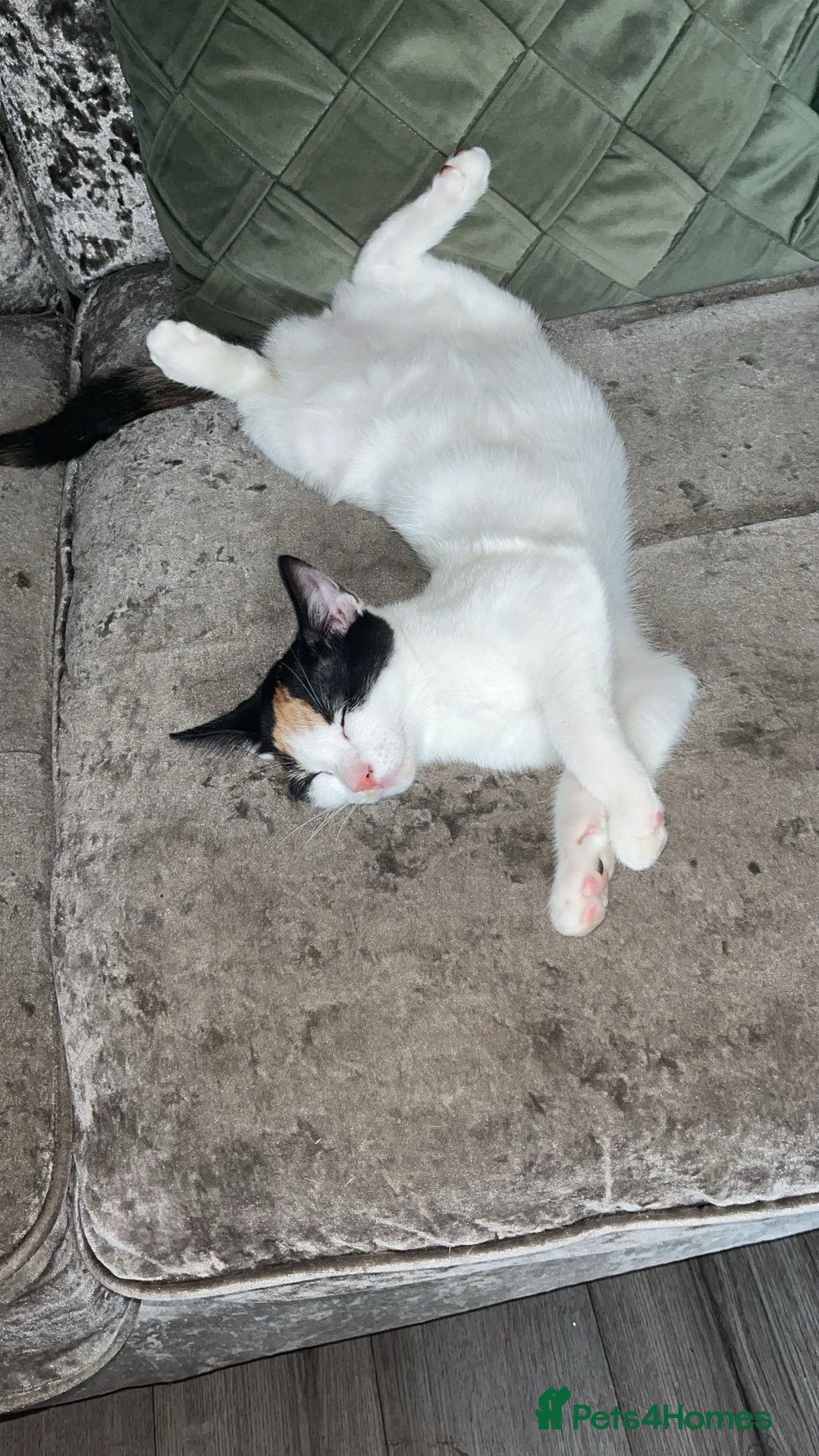 Turkish Van cats for sale: Beautiful Luna needing a new home - Image 2