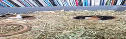Guinea Pig rodents for sale: New baby piggies  - Advert 3