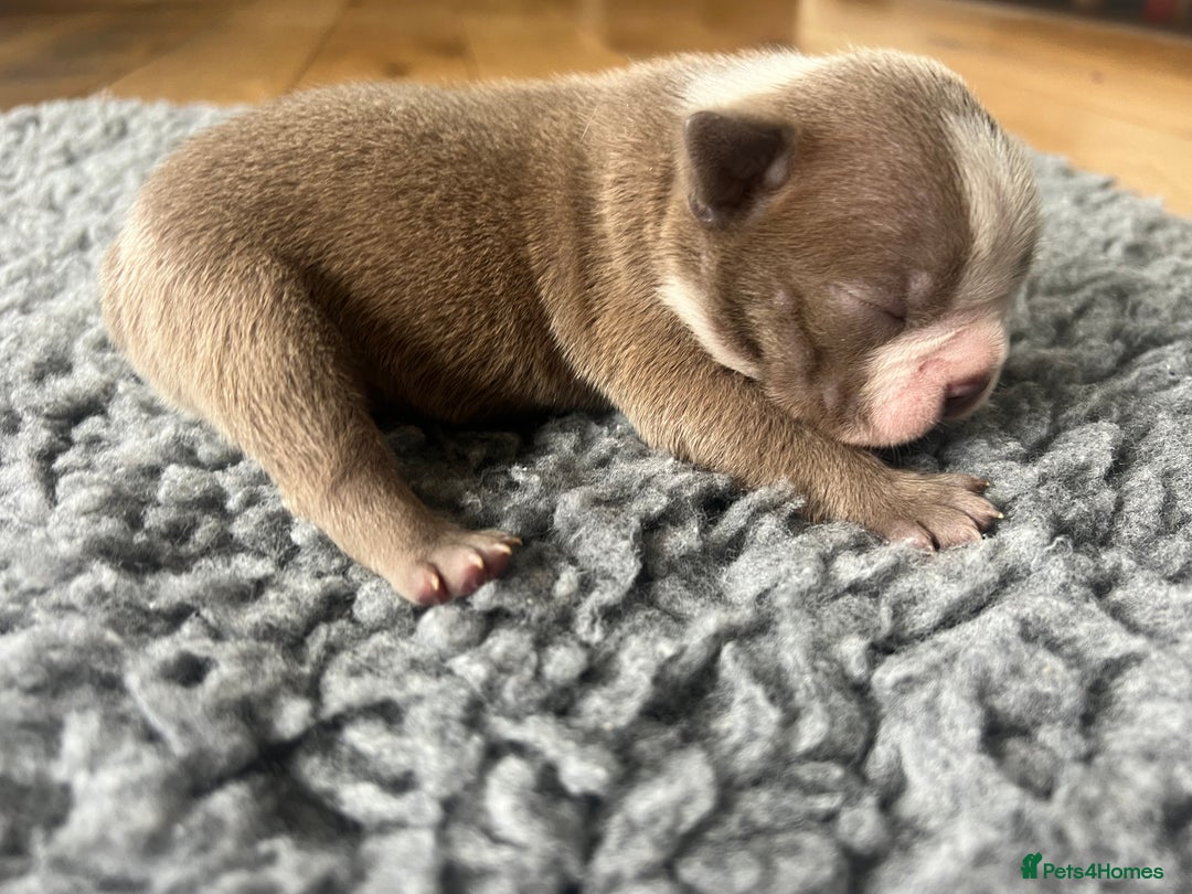 Boston Terrier dogs for sale: Boston terrier puppies - Image 18