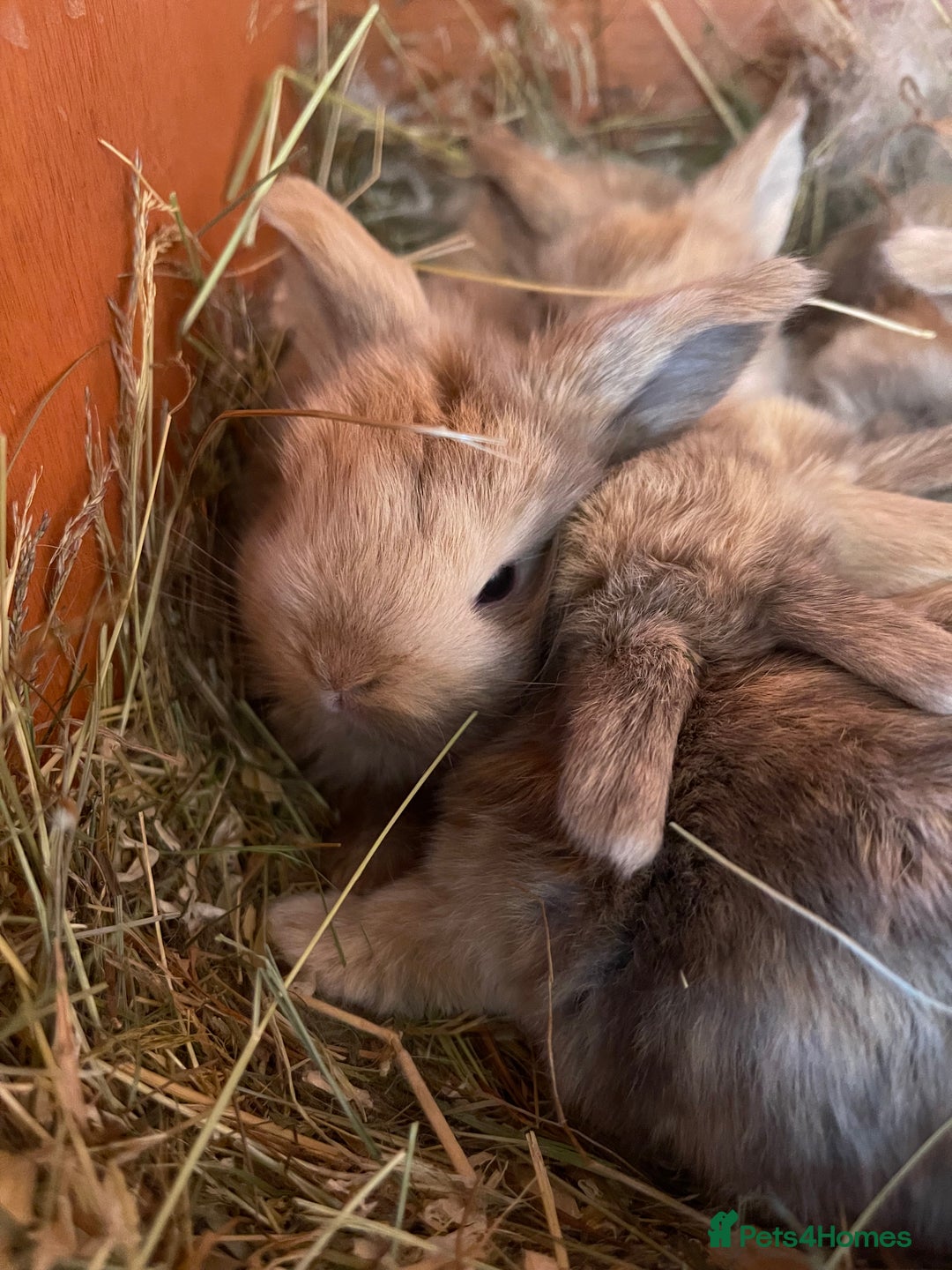 Mini Lop rabbits for sale: Gorgeous mini lop bunnies - Image 4