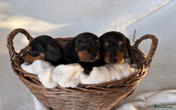 Miniature Dachshund dogs for sale: Miniature Dachshund Puppies - Image 10