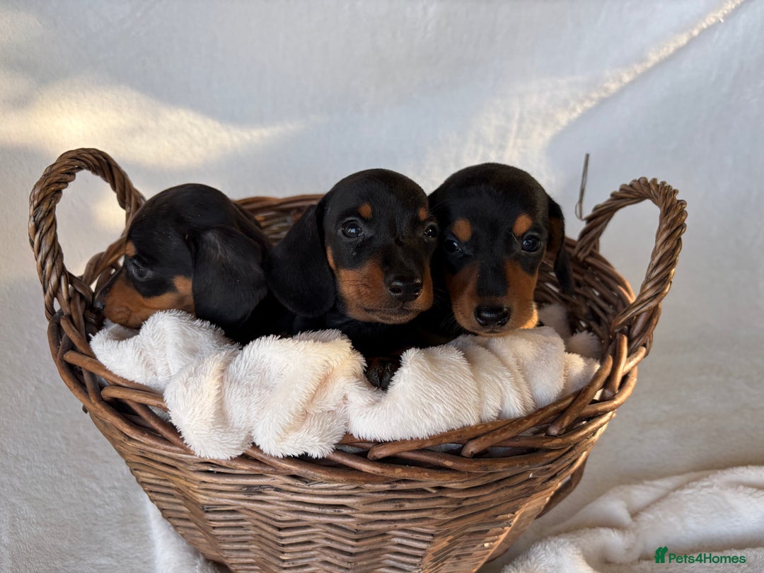 Miniature Dachshund dogs for sale: Miniature Dachshund Puppies - Image 10
