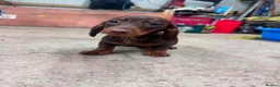 Dachshund dogs for sale: Daschund Puppies in Bridgwater - Advert 9