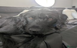 Labradoodle dogs for sale: Beautiful black F1 labradoodle  in Stoke-on-Trent - Image 1