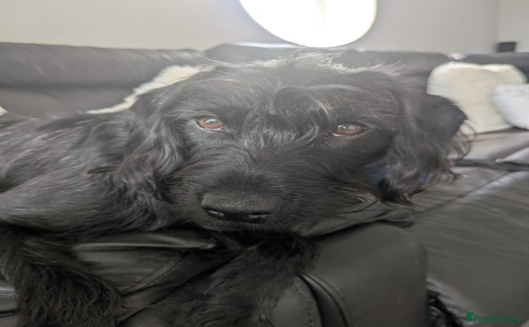 Labradoodle dogs in Stoke-on-Trent - Advert 16