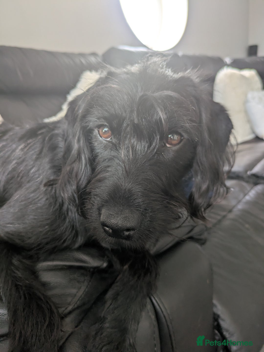 Labradoodle dogs for sale: Beautiful black F1 labradoodle  in Stoke-on-Trent - Image 1