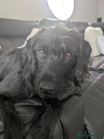 Labradoodle dogs in Stoke-on-Trent - Advert 4