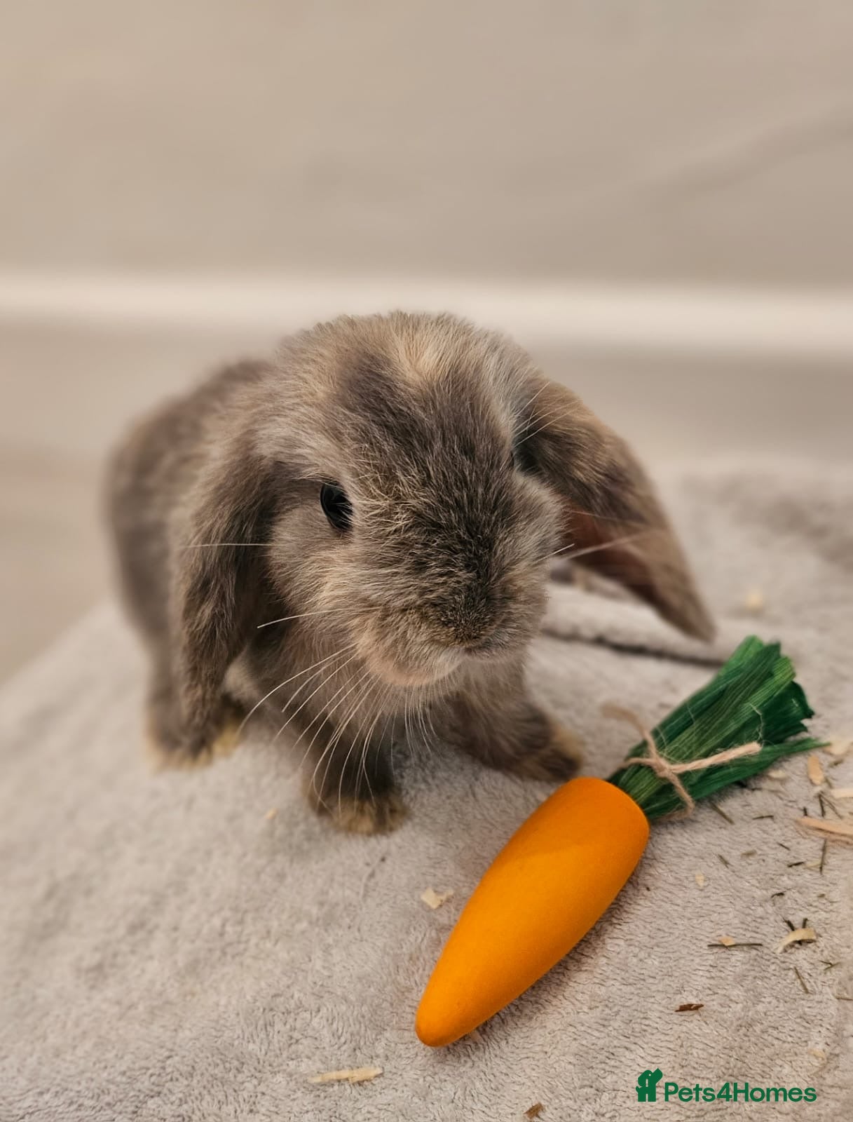 Dwarf Lop rabbits 5 beautiful dwarf lop bunnies for sale - Advert 2