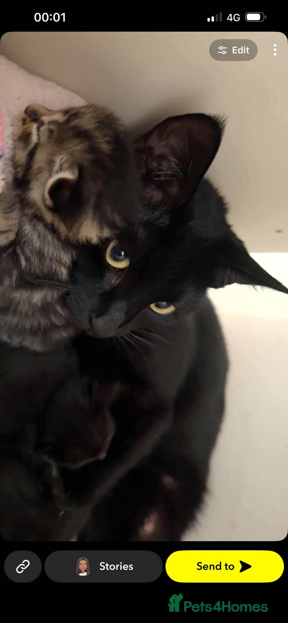 British Shorthair cats 2 girls 1 boy kittens  - Advert 1