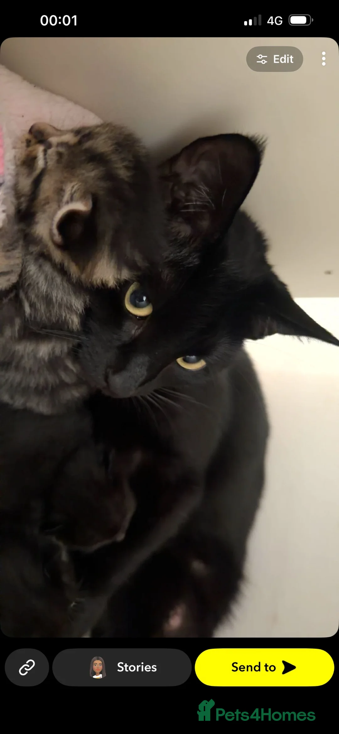 British Shorthair cats for sale: 2 girls 1 boy kittens  in Carlisle - Advert 1