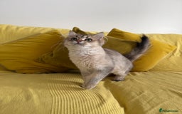 British Longhair cats for sale: British Longhair Kitten for sale  - Image 8