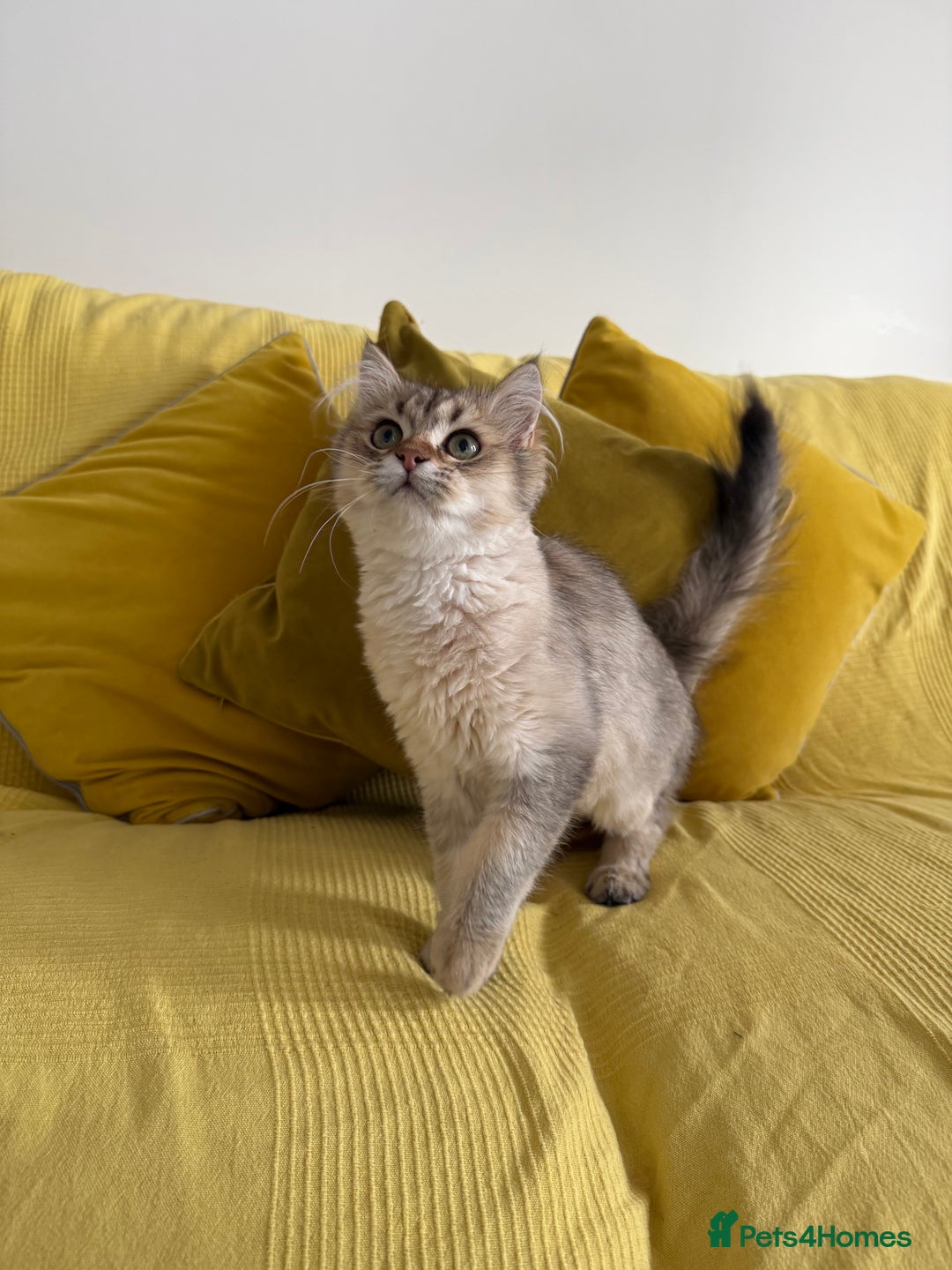 British Longhair cats for sale: British Longhair Kitten for sale  - Image 8