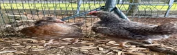 Chickens poultry for sale: Cream Crested Legbar Growers in Wedmore - Advert 2