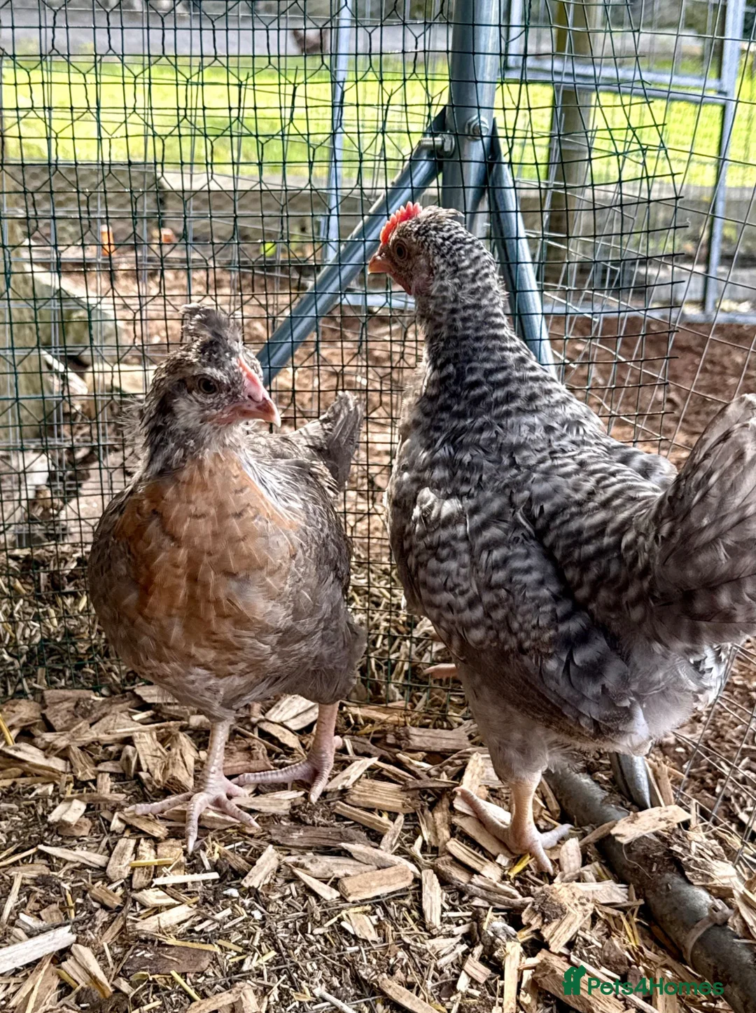 Chickens poultry for sale: Cream Crested Legbar Growers in Wedmore - Advert 2
