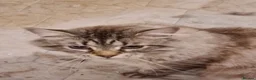 Maine Coon cats for sale: Large Adult Male Cat Half Maine Coon/Mixed Breed in Southend-on-Sea - Advert 3