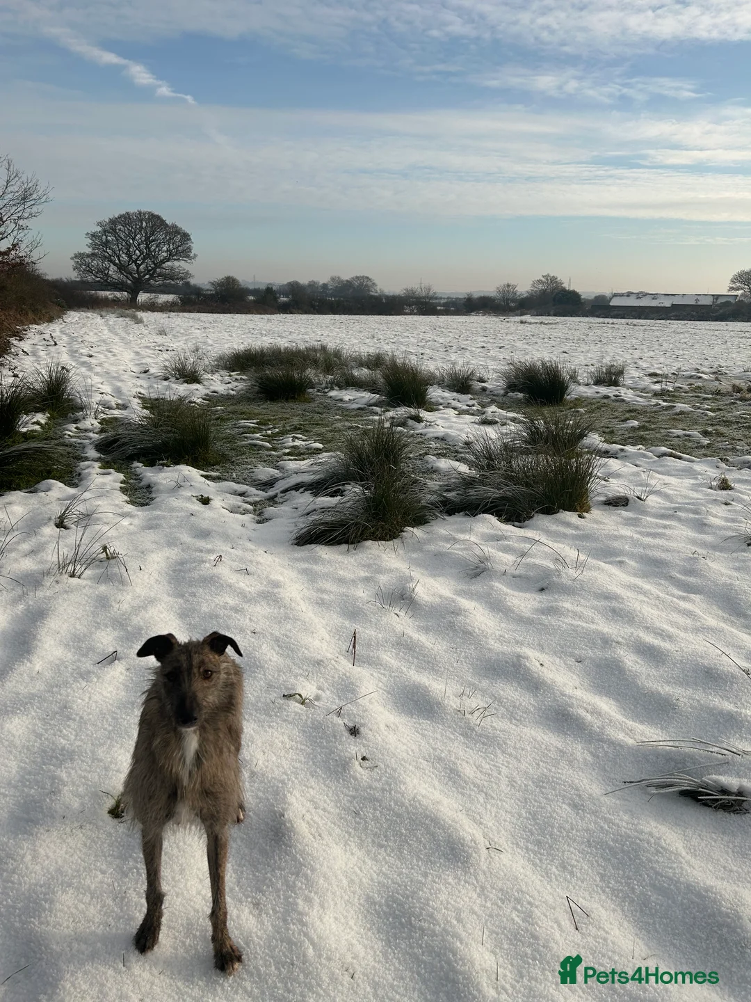 Lurcher dogs for sale: 2 year old lurcher - Advert 9