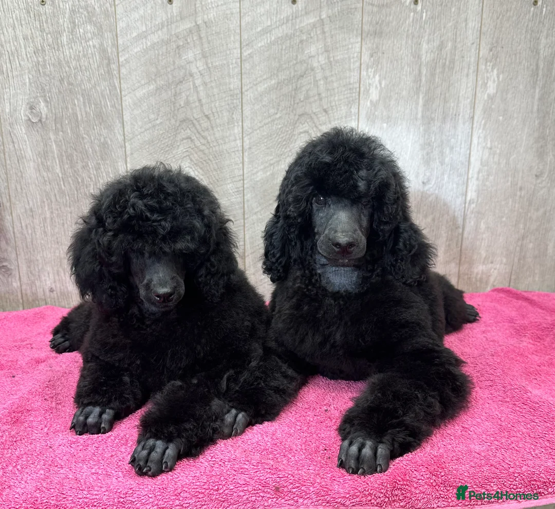 Miniature Poodle dogs for sale: Boys,Boys,Boys! Stunning Miniature Poodle Puppies - Advert 3
