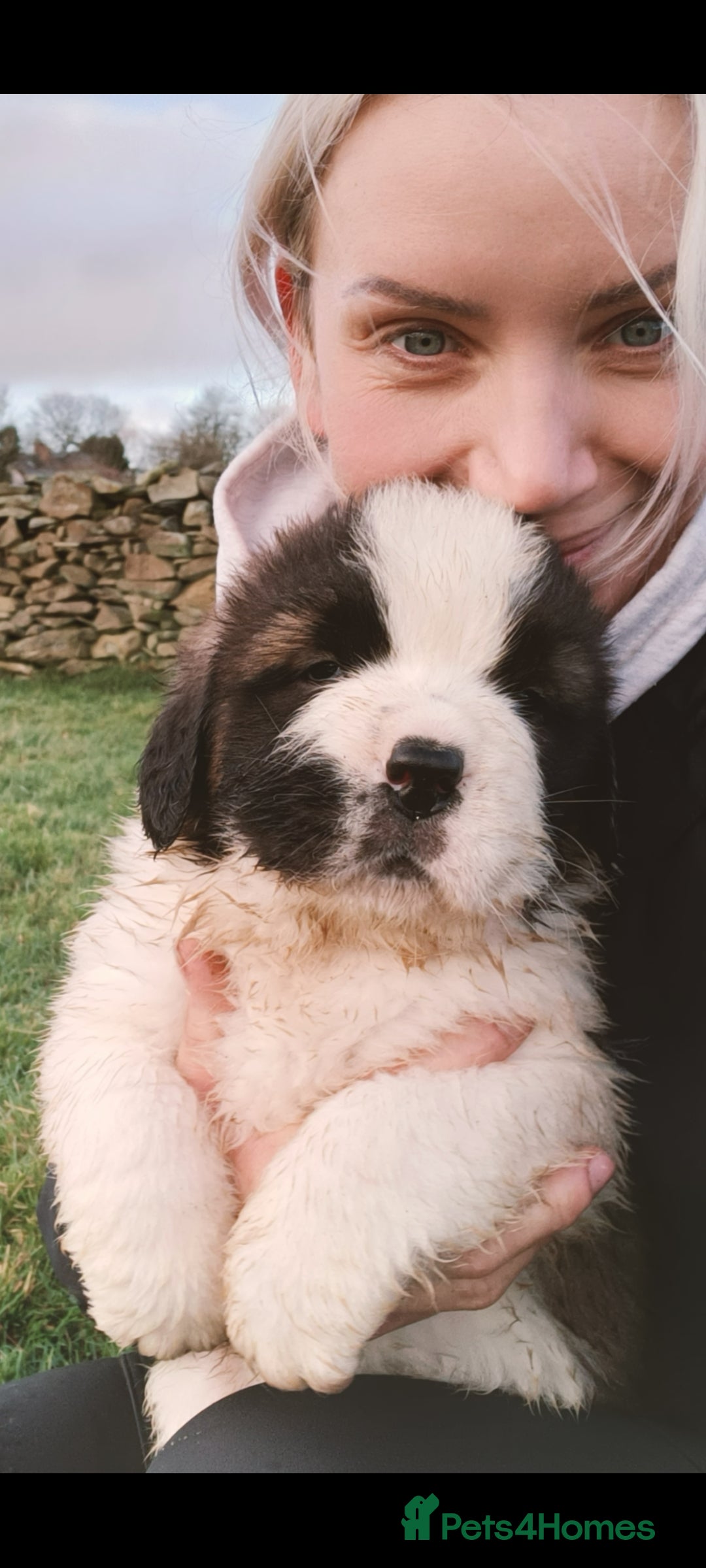 Saint Bernard dogs for sale: Exceptional litter of fabulous quality Saints  - Advert 11