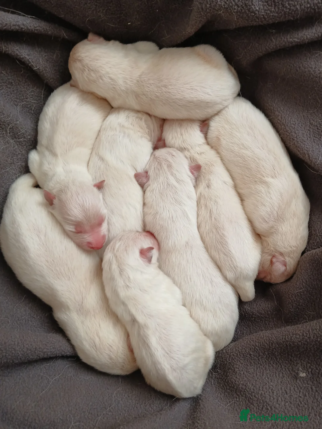 Mixed Breed dogs for sale: White Shepherd Puppies - Advert 2