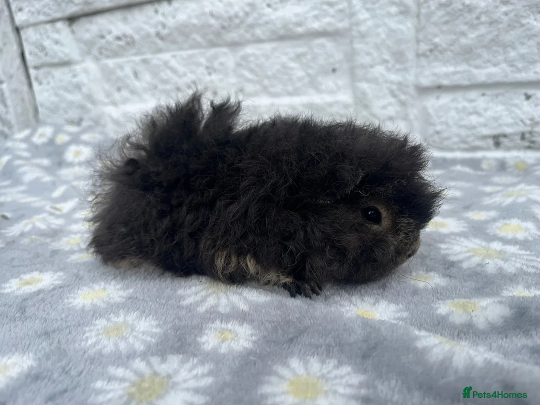 Guinea Pig rodents for sale: ALPACA SOWS AVAILABLE 💕 - Advert 2