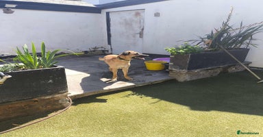 Mixed Breed dogs - Advert 2