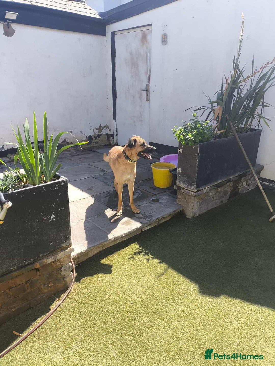 Mixed Breed dogs for adoption: Dobby - Image 2