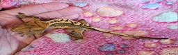 Gecko reptiles for sale: Crested Geckos hatchlings and male juveniles  - Advert 4