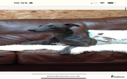 Whippet dogs for sale: Beautiful blue whippets  - Image 8