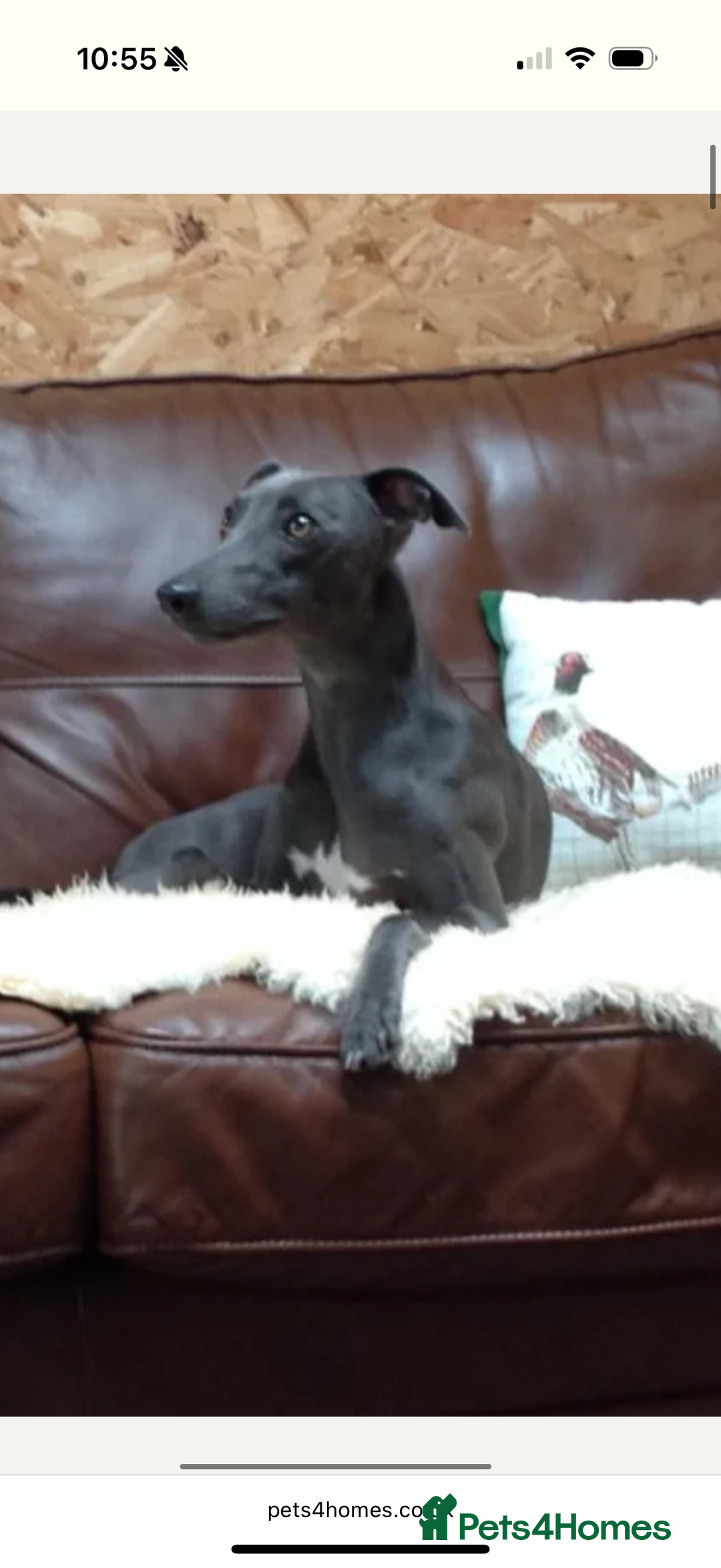 Whippet dogs for sale: Beautiful blue whippets  - Image 8