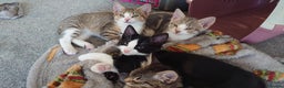 Mixed Breed cats for sale: Kittens ready now - Advert 5
