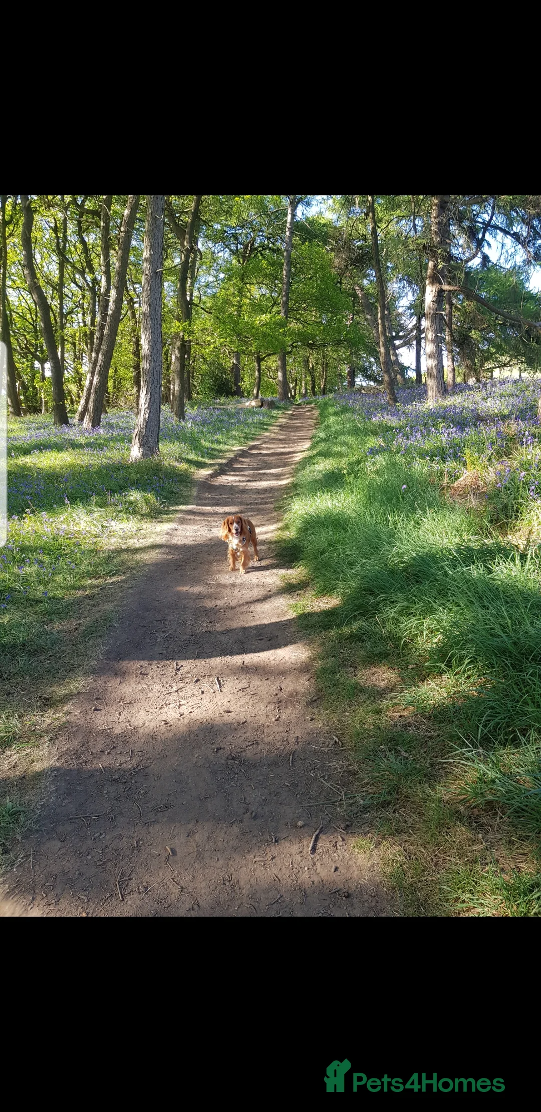 Cocker Spaniel dogs for sale: Male 2 year old Cocker Spaniel  - Advert 5