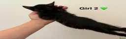 Bengal cats for sale: bengal female kittens - Advert 11